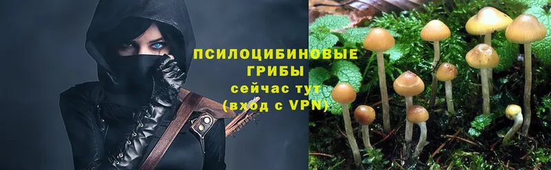 Галлюциногенные грибы Psilocybe  МЕГА онион  Новосибирск  купить  цена 